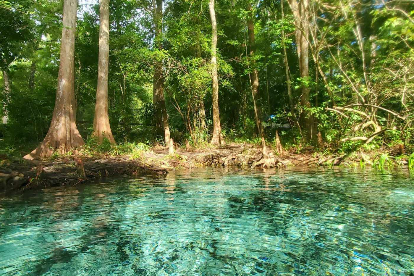 Clear blue spring water lined with cypress trees