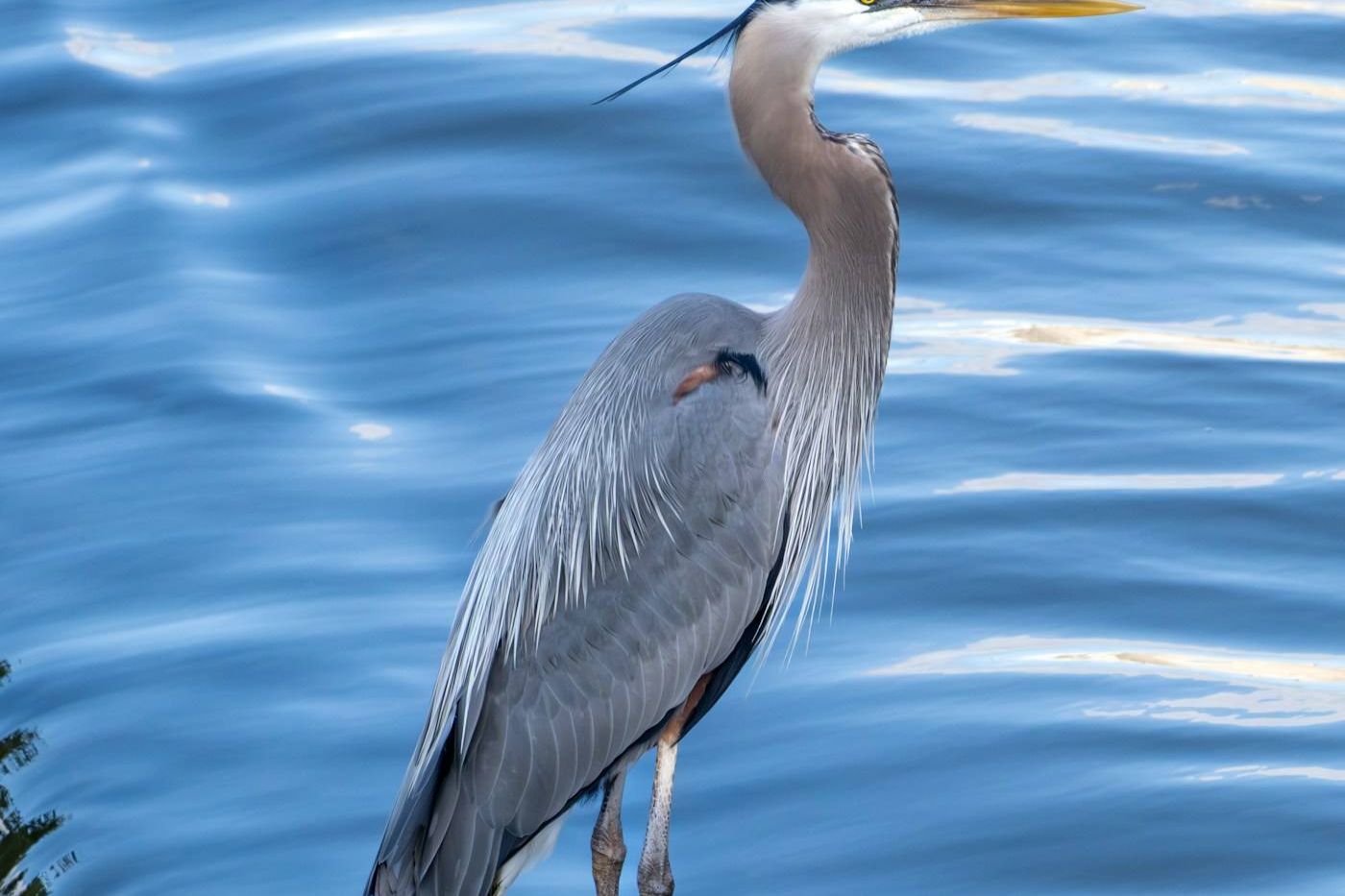 Great blue heron standing in shallow water