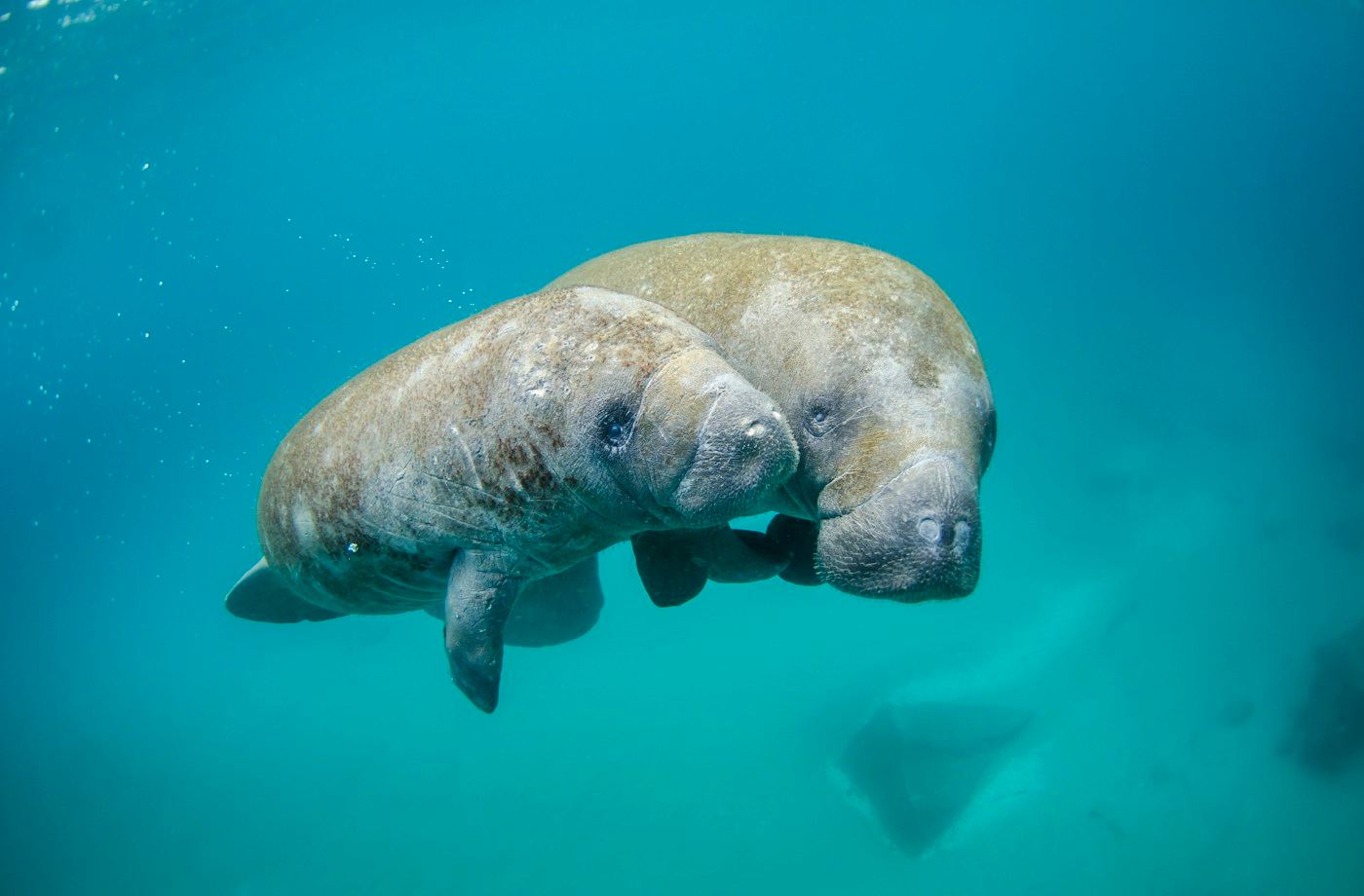 Mother manatee and calf swimming in clear water