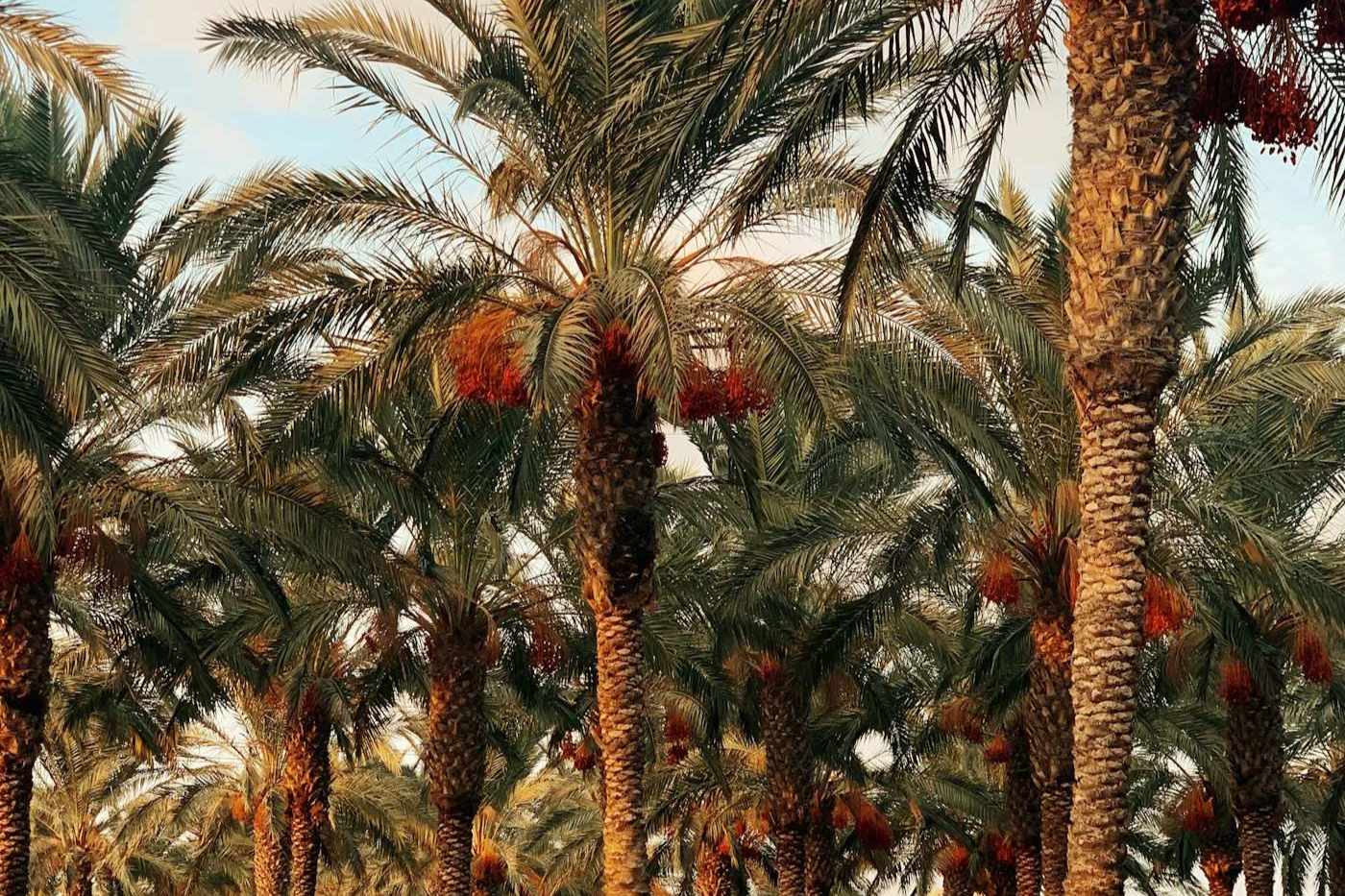 Palm trees under a clear blue sky