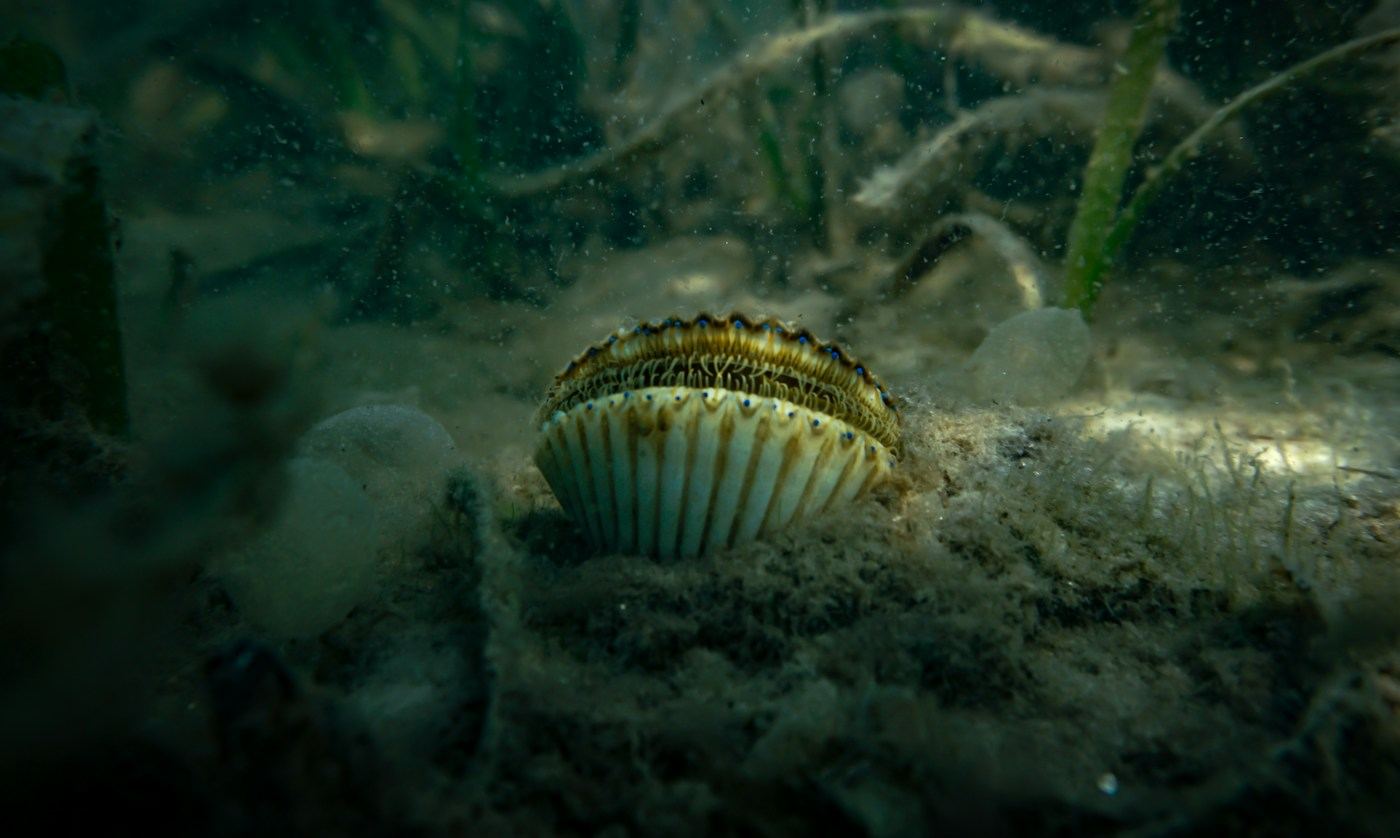 Bay scallop resting in seagrass underwater